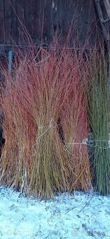 Košíkářské proutí.