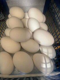 Násadová husí vejce