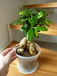 Ficus bonsai - bonsaj - fíkus ginseng - pokojová rostlina
