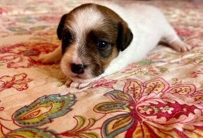 Jack russel terrier s PP