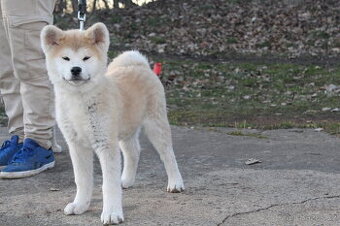 Akita inu s PP