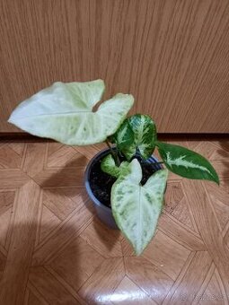 Syngonium - 1