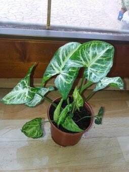 Syngonium