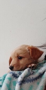 Labrador zatím retvirem