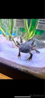 Axolotl mexický