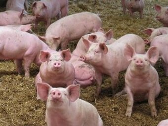 Prodám MASNÁ, rychle rostoucí selata 13-40 kg