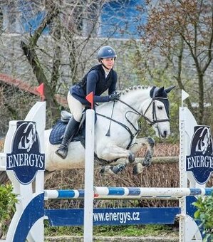 Top Connemara pony