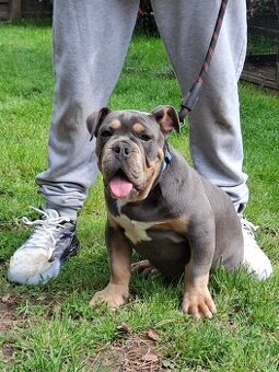 Staroanglicky buldok - Old english bulldog