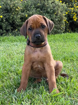 Rhodéský ridgeback s PP