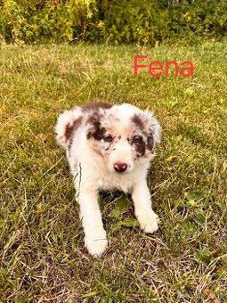 Štěňátka Border Kolie Blue merle Red merle