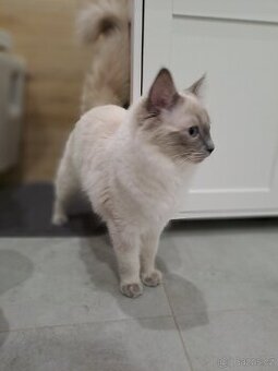 Ragdoll