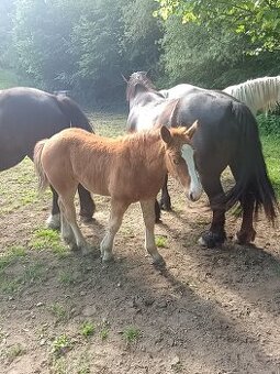 Percheron