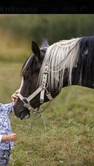 DOUBLE Homozygot Paint Horse APH
