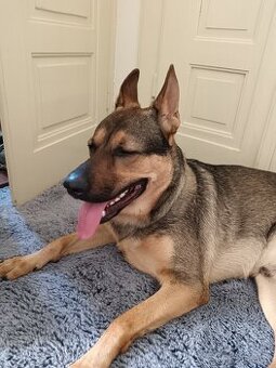 Reaktivní pes, německý ovčák X Stafford