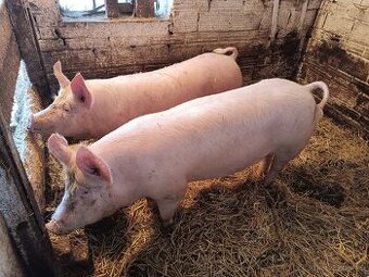 Prodám prase - 1