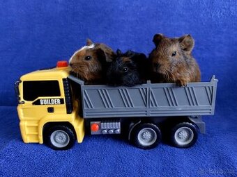 Morče, morčátka miminka , genové skinny