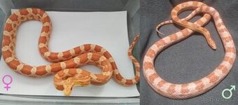 Užovka červená - mláďata