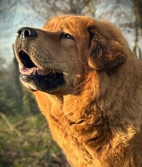 TIBETSKÁ DOGA - štěňata s PP