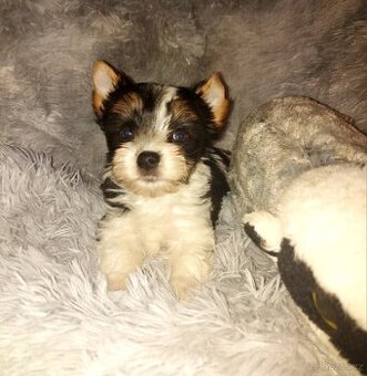 Biewer yorkshire terrier