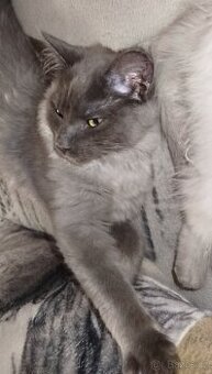 Mainská mývalí bez pp