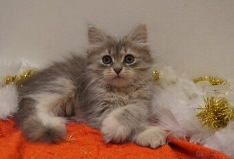 Sibiřská kočka s PP