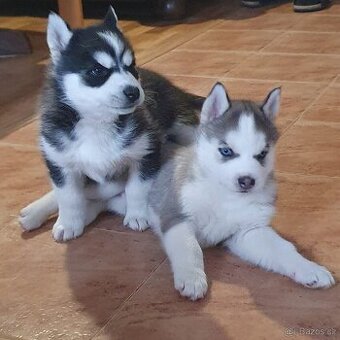 Husky štěňata čistokrevná bez pp - 1