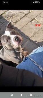 Dobry den daruji pejska do dobrých rukou : Američan bully