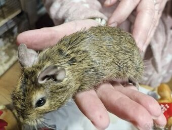 Daruji kluka osmačka degu 5 měsíců