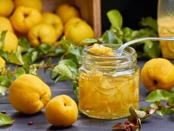 KDOULE POMERANČOVA - Kdoulovec Nivalis