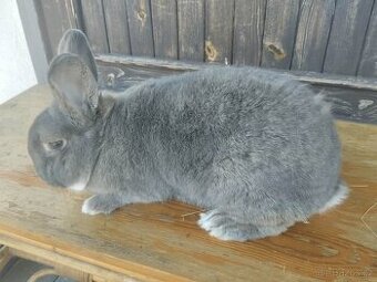 Vídeňský modrošedý králík – samec