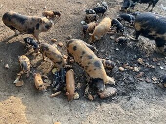 Kune Kune prase, sele, prasnice, kanec