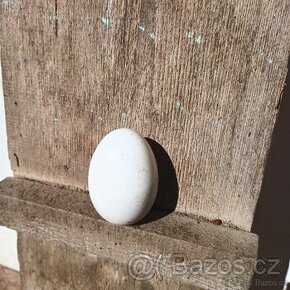 Slepičí vejce