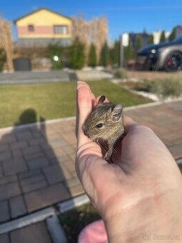 Osmáci degu