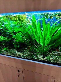 Akvarijní rostliny , SUPER cena