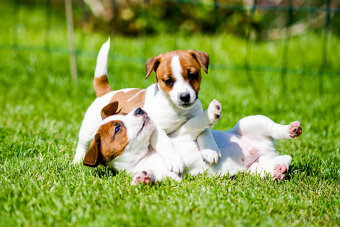 Jack Russell terier - hladkosrstá fenka s PP - - 1