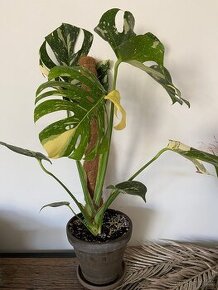Monstera thai constellation - 1
