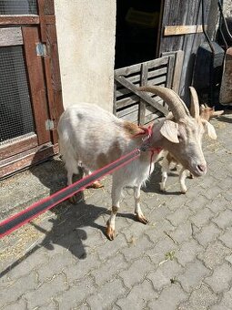 Prodám kozy