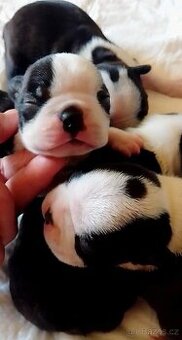 Boston Terrier,Boston,Bostonsky terier