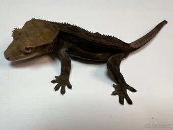 Pagekon řasnatý- Correlophus ciliatus