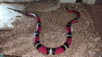 Lampropeltis triangulum sinaloe