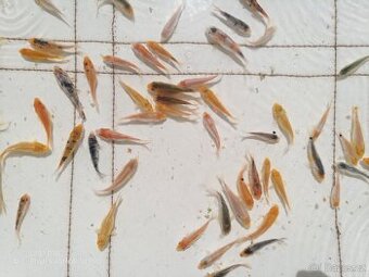 Koi pludek