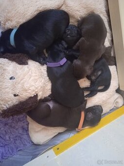 Štěňata Flat Coated Retriever s PP
