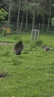 Pár pávů korunkatý modrý