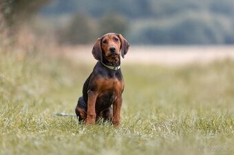 Aston - srbský honič