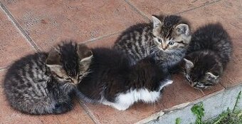 Daruji krásná hravá koťátka