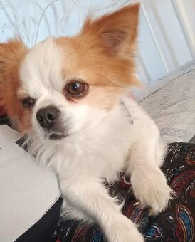 DARUJI – dlouhosrstého pejska (čivava x), 4 roky