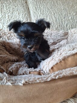 Joršír,jorkšírsky teriér,yorkšhir,jork