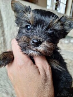 Joršír,jorkšírsky teriér,yorkšhir,jork