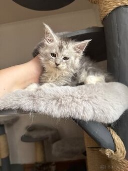 Mainská mývalí koťata s PP