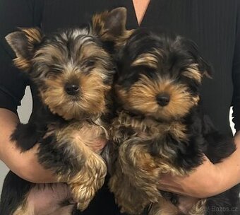 Jorkšírský teriér s PP FCI štěně pejsek ihned k odběru